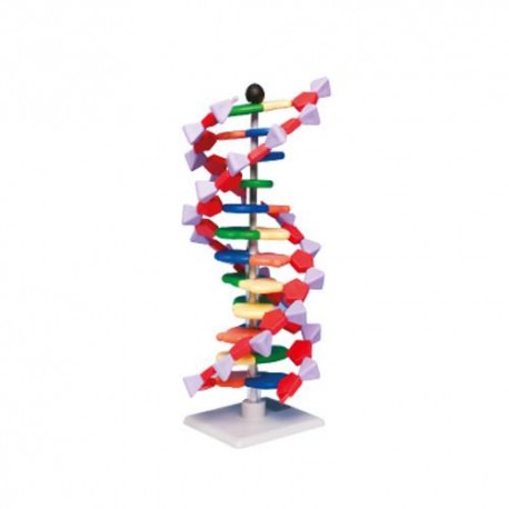 Modelo mini ADN - Envío Gratuito