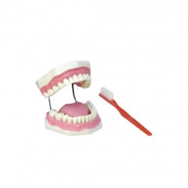 Modelo Dentadura Gigante Flexible. Modelo CVQ7013 - Envío Gratuito